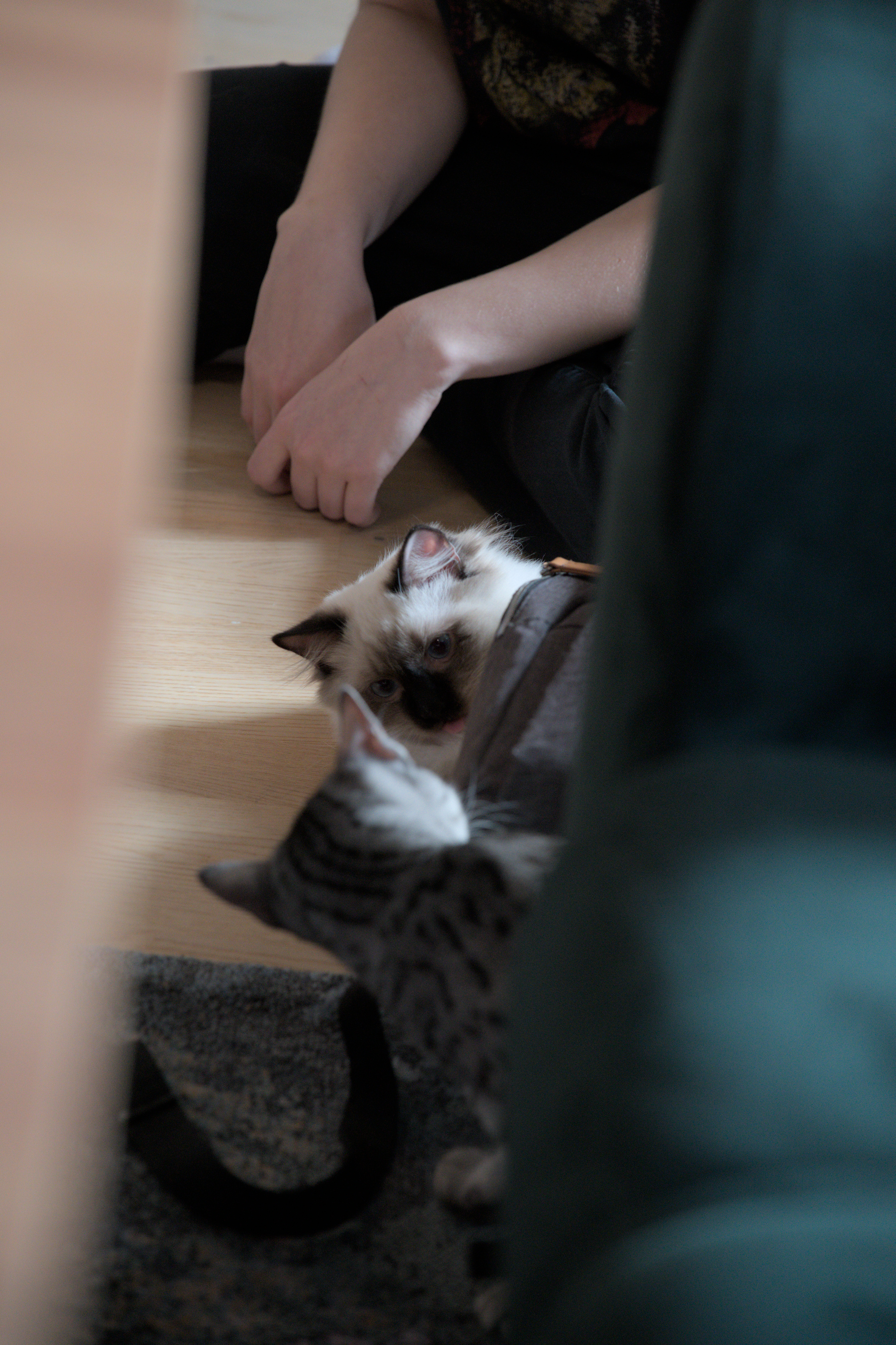 2025/10/12 - cats/DSC_0079.jpg